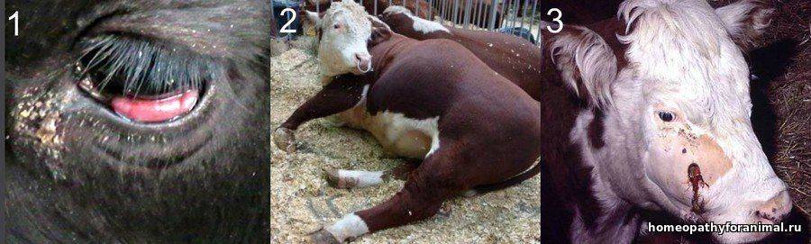 Тимпания крс. опасность и лечение тимпании рубца или вздутия у коров