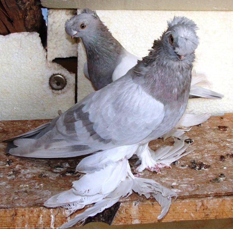 Узбекские лохмоногие | породы домашних голубей | все о голубях | литература / наша-природа.рф
