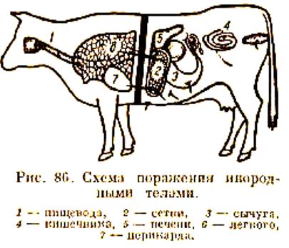 Протокол вскрытия при травматическом перикардите у коровы