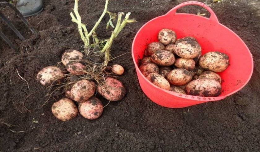 Сорт картофеля «рябинушка»: характеристика, описание, урожайность, отзывы и фото