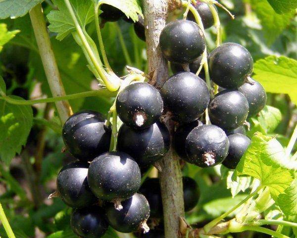 Чёрная смородина пигмей: полное описание сорта с фото и отзывами