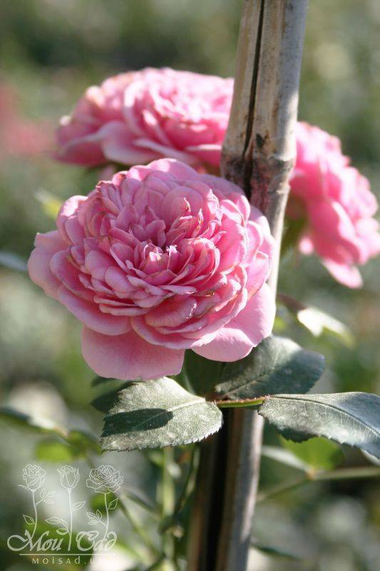 Чайно гибридные розы, уход и посадка в открытом грунте