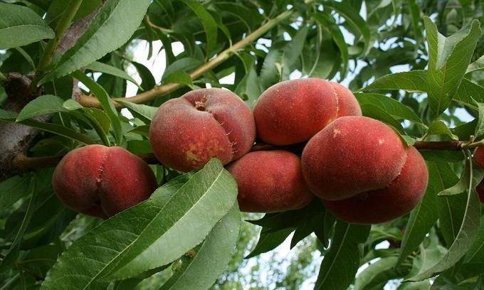 Что за фрукт – инжирный персик?