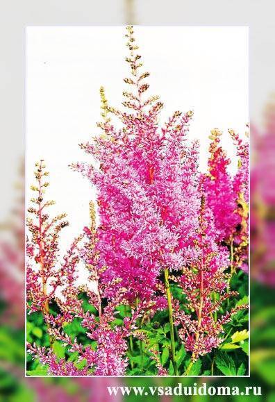 Астильба — посадка и уход в открытом грунте, фото цветов