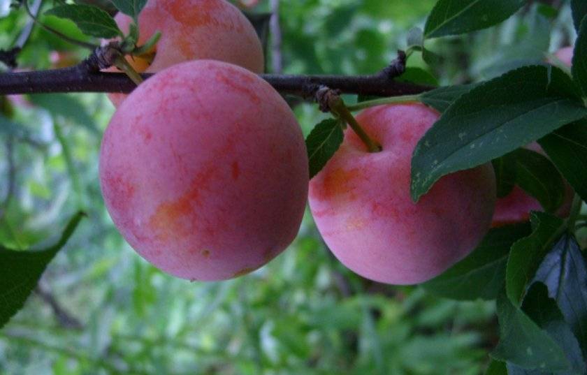Ботаническое описание и особенности выращивания вишни сорта ксения