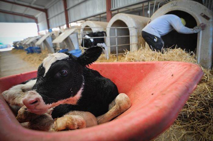 Понос у телят и коров (вирусная диарея крупного рогатого скота): что делать, как и чем лечить