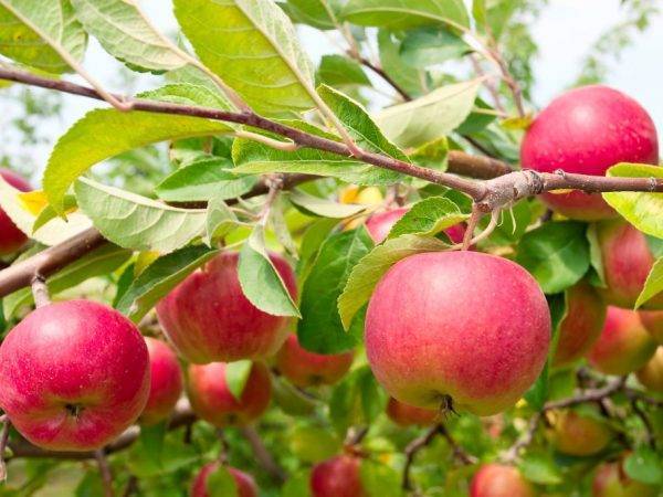 Характеристика и описание сорта яблони чемпион