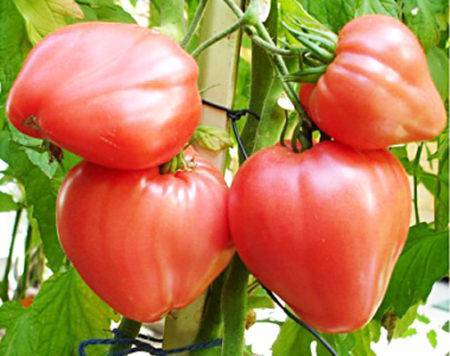 Томат розовое сердце: описание сорта и советы по выращиванию