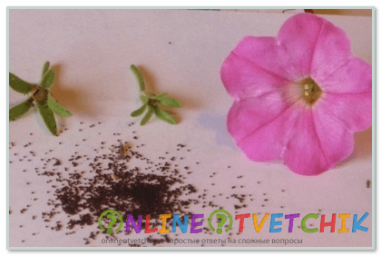 Как собрать семена петунии