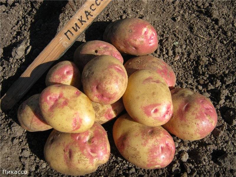 Сорт картофеля гала: характеристики, подробное описание, наглядные фото