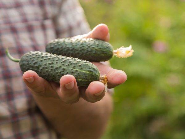9 незаменимых гибридов огурцов, которые я советую выращивать всем