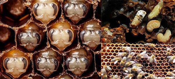 Особенности и заболевания расплода пчел