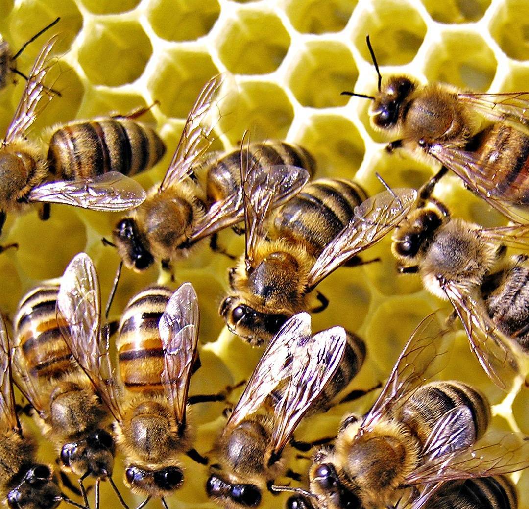 Разновидности и сравнение подкормки пчел
