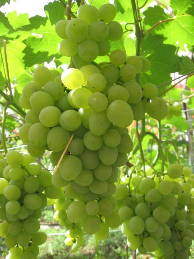 Виноград с очень ранним сроком отдачи урожая супер экстра. внешний вид, плюсы и минусы