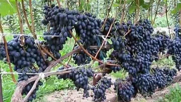 Виноград надежда азос