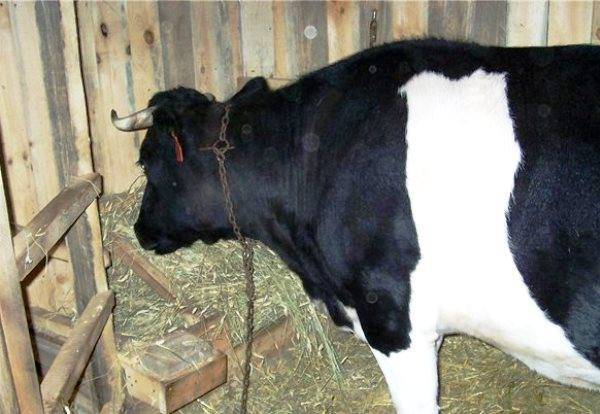 Болезни вымени у коровы