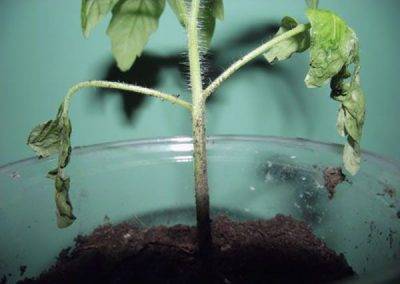Причины и методы устранения плесени на грунте рассады томатов (помидор)