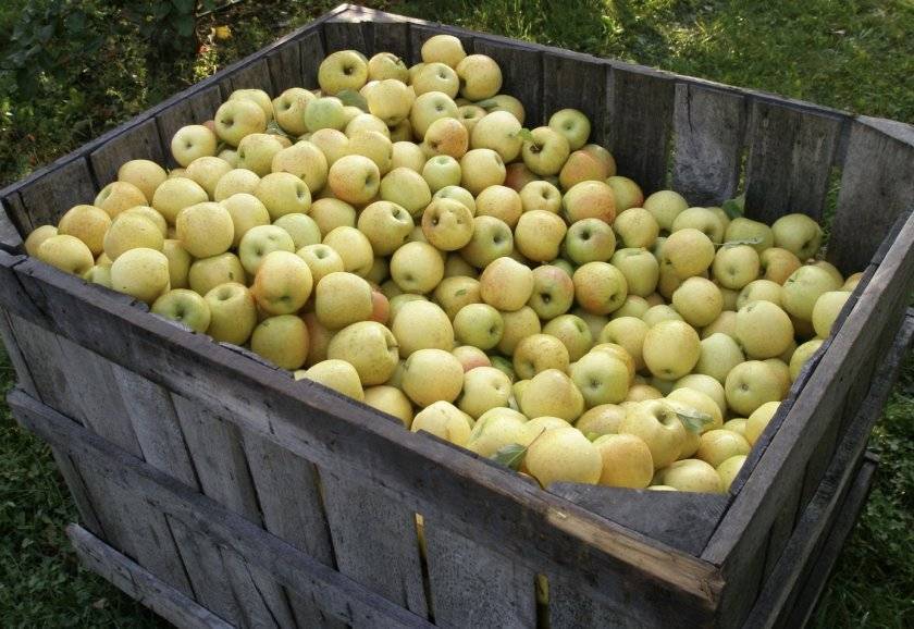 Как сохранить яблоки на зиму свежими в домашних условиях