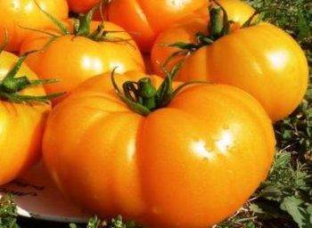 Сорт томата «бизон черный»: описание, характеристика, посев на рассаду, подкормка, урожайность, фото, видео и самые распространенные болезни томатов