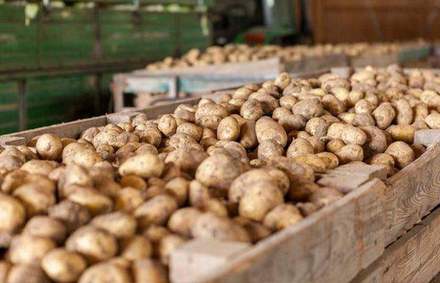 Сорт картофеля импала. описание, характеристика, фото