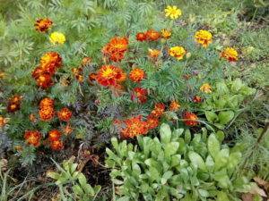 9 растений для влажных и сырых почв