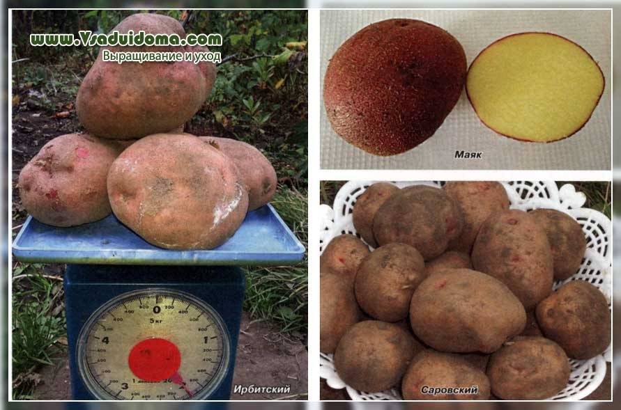 Картофель ирбитский: описание, особенности выращивания, отзывы