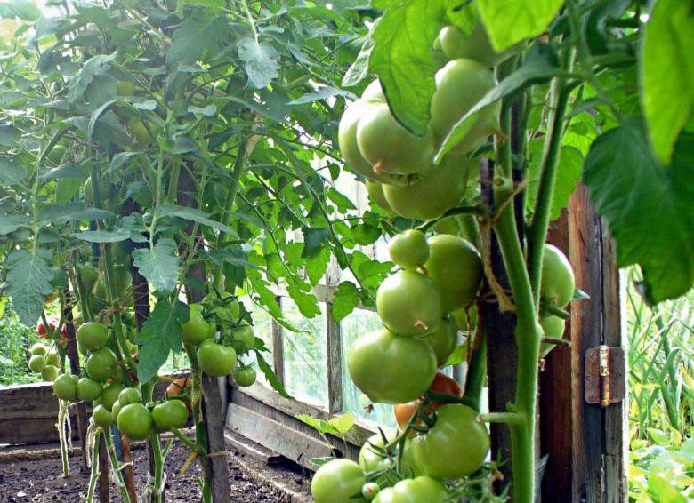 Секреты подкормки помидоров для богатого урожая