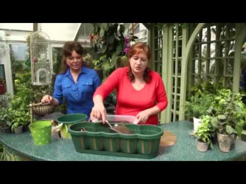 Как вырастить зелень на подоконнике зимой