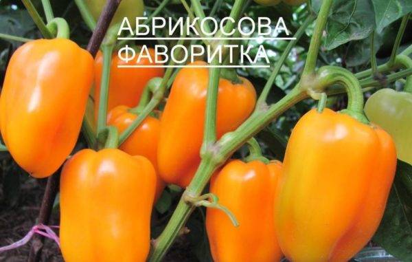 Перец сладкий абрикосовая фаворитка - фото урожая, цены, отзывы и особенности выращивания