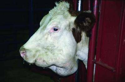 Абсцесс у коровы история болезни