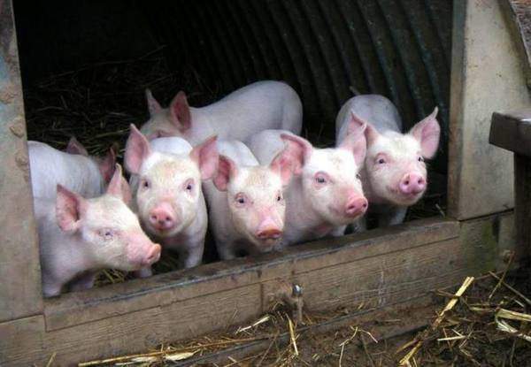 Как правильно кормить свиней: рацион и нормы