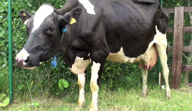 История болезни тимпания рубца у коровы