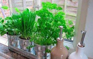Зелень на подоконнике: выращивание в домашних условиях