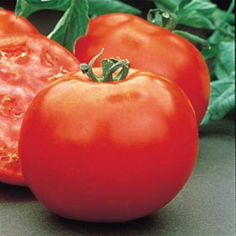 Характеристика и описание гибрида томата полбиг f1, выращивание
