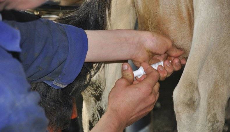 Как вылечить актиномикоз у коров