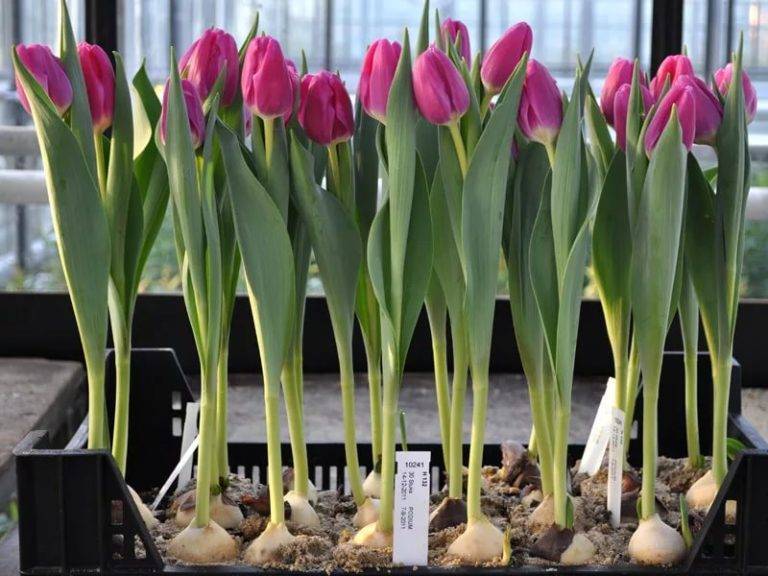 Размножение тюльпанов детками и семенами