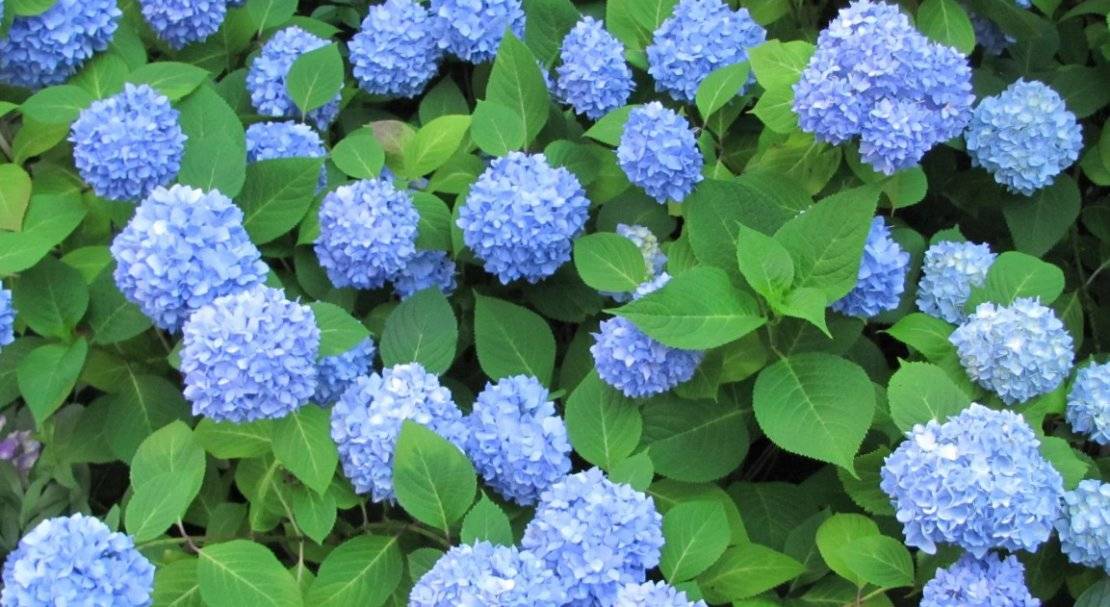 Голубые гортензии для сада: древовидные и метельчатые, как вырастить
