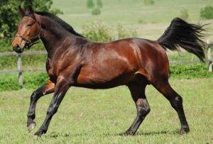 Ганноверская порода лошадей: истоки, описание, рекорды