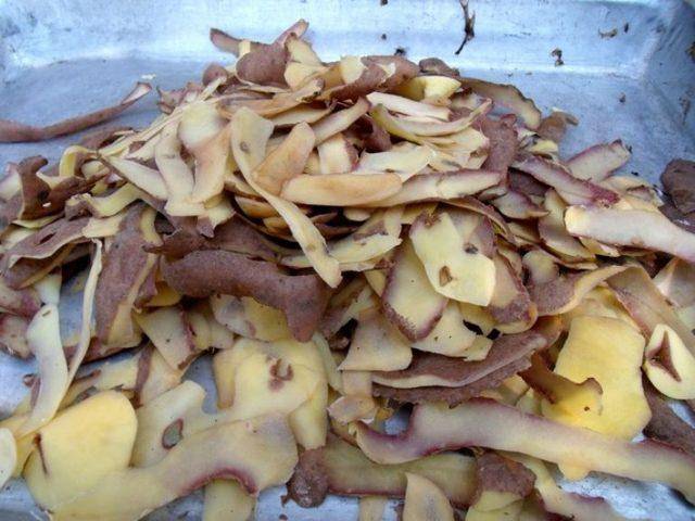 Как использовать картофельные очистки для смородины - пошаговая инструкция по подготовке и применению подкормки (фото + видео)