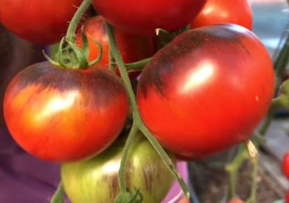 Характеристика и описание сорта томатов «черная лакомка»