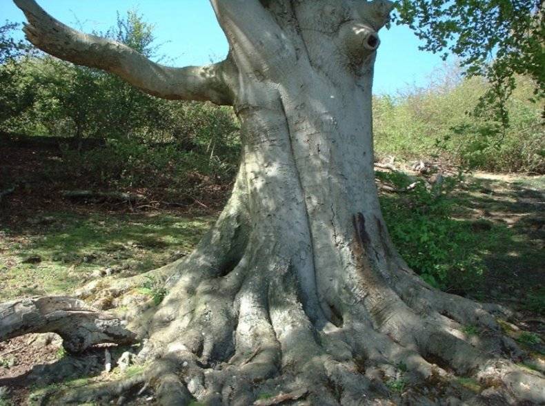 Дерево бук: описание. буковая роща