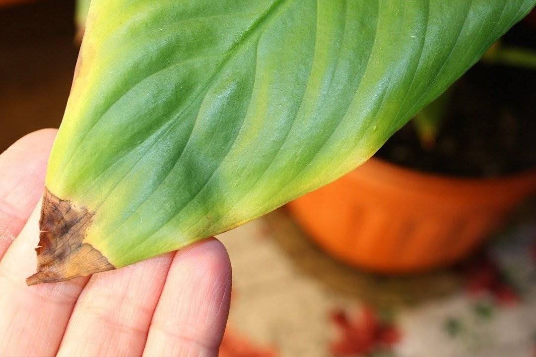 Почему у авокадо чернеют и сохнут листья