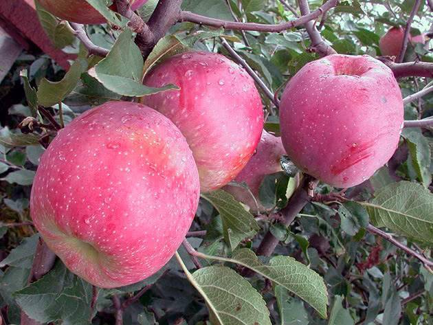 О яблоне слава победителям, описание, характеристики сорта, агротехника