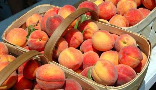 Особенности выращивания персика сорта донской морозоустойчивый
