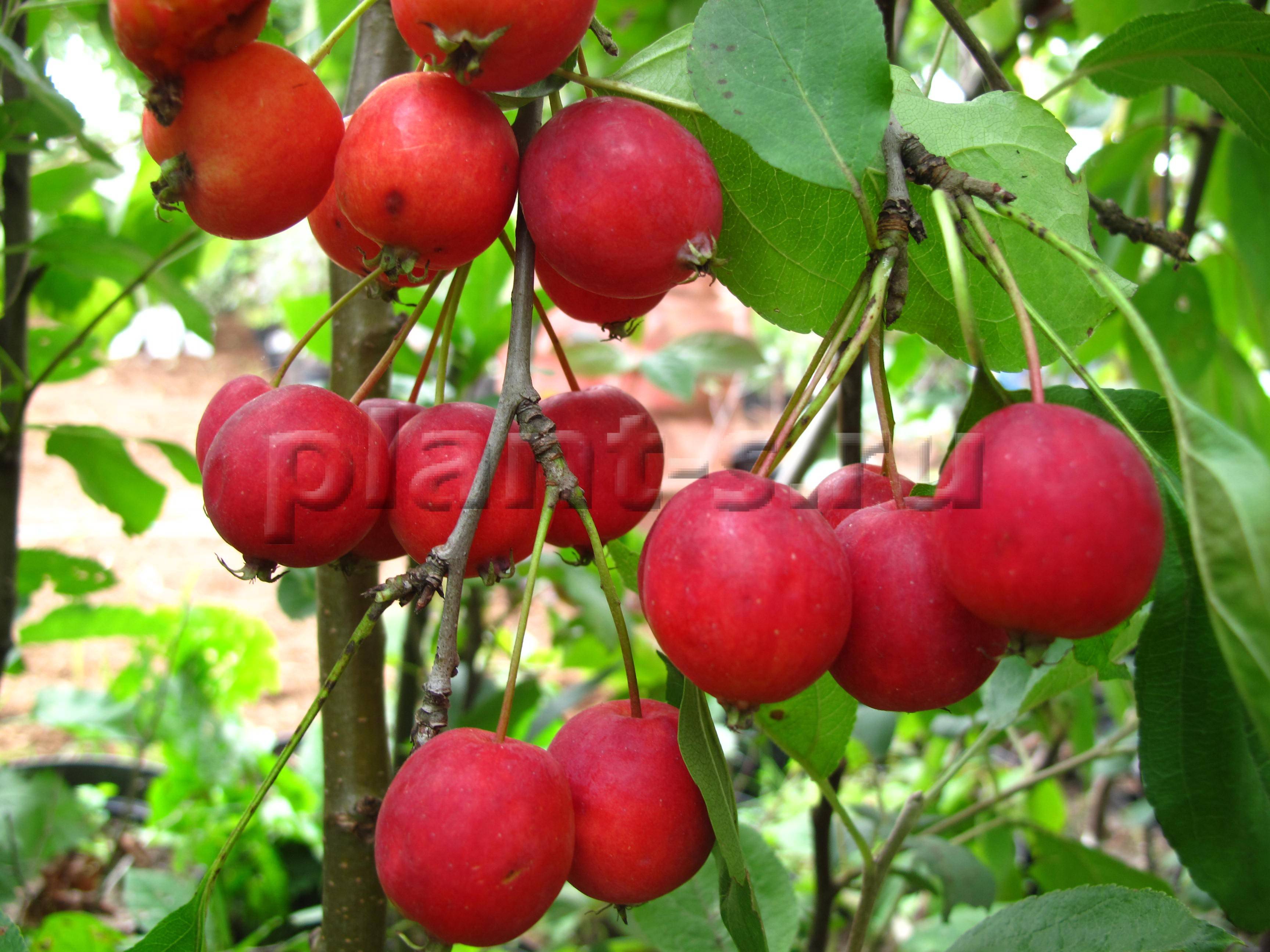 Яблоня чудное: описание сорта, фото, отзывы садоводов
