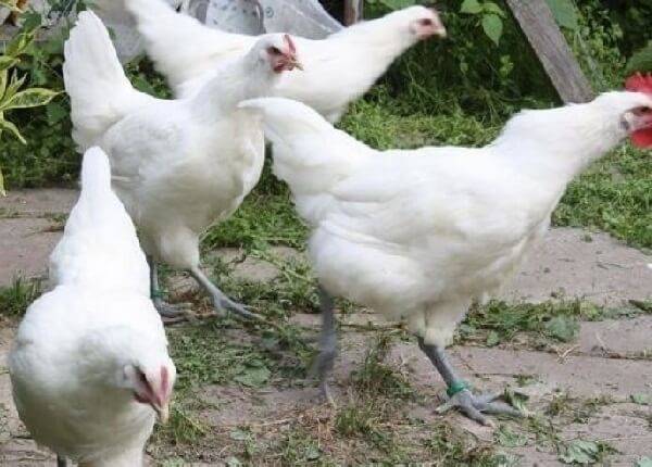Выращивание бресс-галльской породы кур
