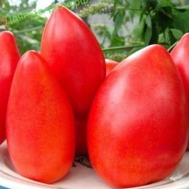 Томат «безразмерный»: описание сорта с супер-размером помидоров и длительным плодоношением