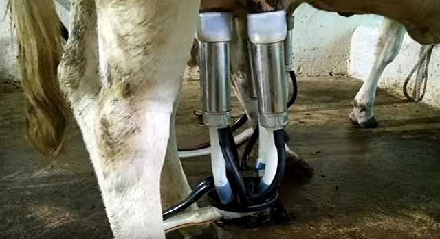 Как нужно выбирать доильный аппарат для коров?