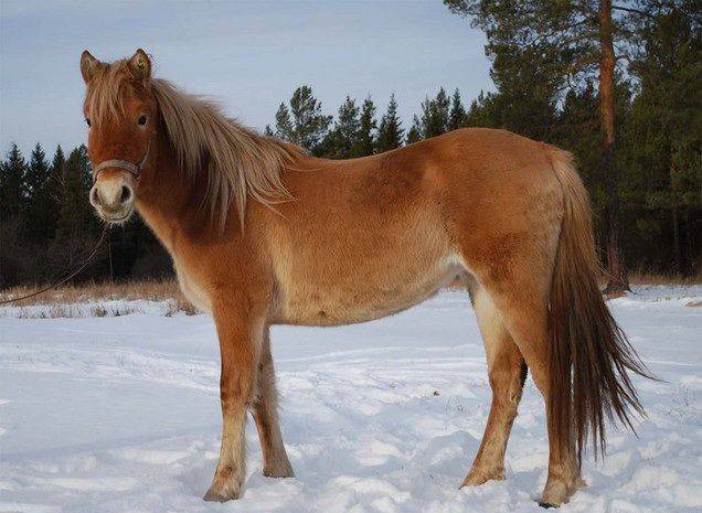 Башкирская лошадь (22 фото): характеристика лошадей, выведенных в башкортостане. описание характера коней и жеребят башкирской породы