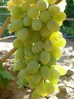 Описание сорта винограда ланселот: фото и отзывы | vinograd-loza